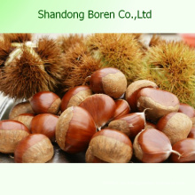 Chestnut fresco chino orgánico Chestnut fresco chino